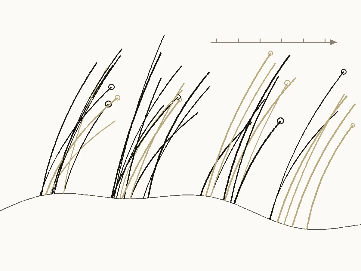 Ruled-line engraving of marram grass bending in the wind on a dune.